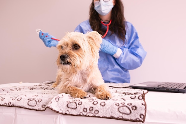 piccolo cane che viene esaminato da un medico femminile irriconoscibile