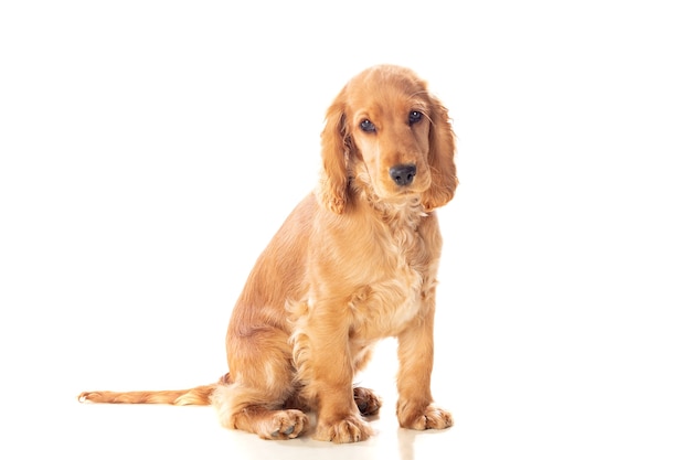 Piccolo cane cocker spaniel con bei capelli biondi isolati