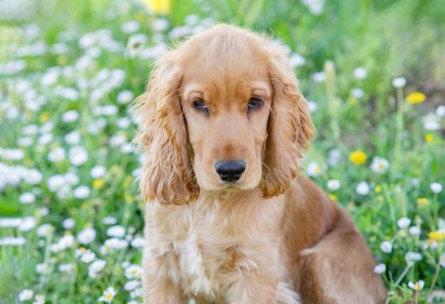 Piccolo cane cocker spaniel con bei capelli biondi sull'erba verde