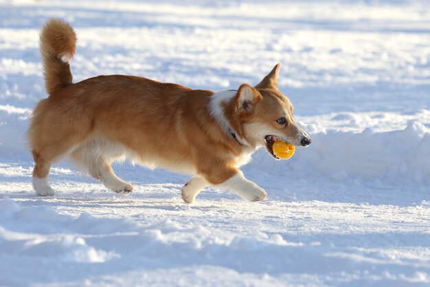 Piccolo cane con una palla gialla tra i denti che corre nella neve
