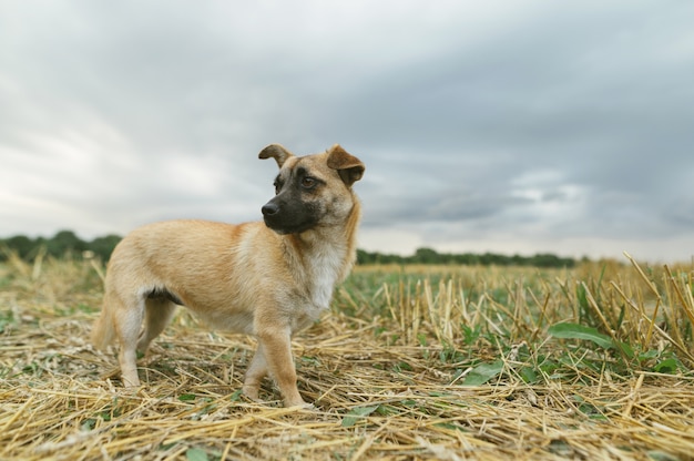 Piccolo cane da cortile divertente si erge contro un bellissimo paesaggio autunnale