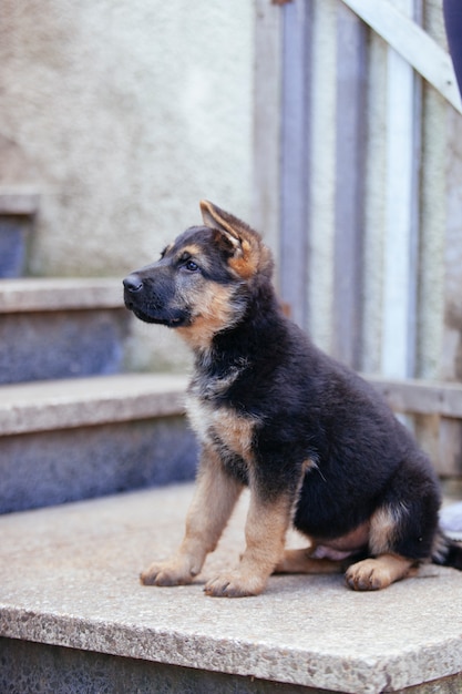 Piccolo cane da pastore che impara le indicazioni