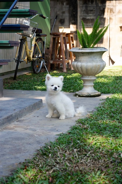 Piccolo cane di pelliccia soffice bianca