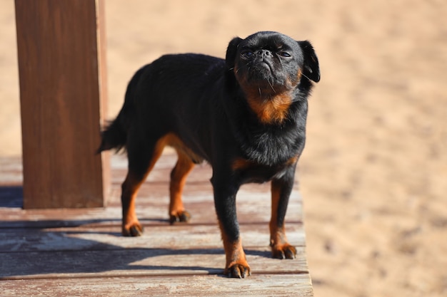 Piccolo cane di razza Grifone a pelo liscio. piccolo brabancon sulla spiaggia in estate. Foto di alta qualità