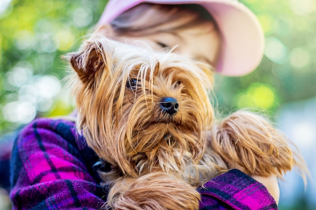 Piccolo cane di razza Yorkshire Terrier alle mani della ragazza