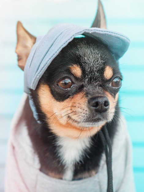Piccolo cane divertente. Ritratto di cane chihuahua. Un cane con un berretto da baseball e una felpa con cappuccio.