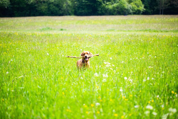 Piccolo cane in un campo