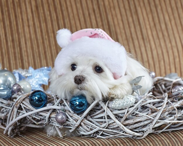 Piccolo cane in un cappello da Babbo Natale. Servizio fotografico di cagnolino maltese con decorazioni natalizie.