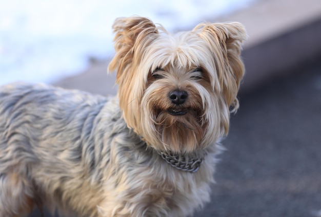 piccolo cane irsuto senzatetto nel parco