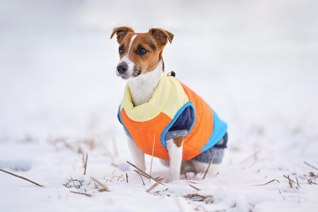 Piccolo cane Jack Russell terrier in giacca invernale giallo arancio brillante e blu seduto su un terreno innevato