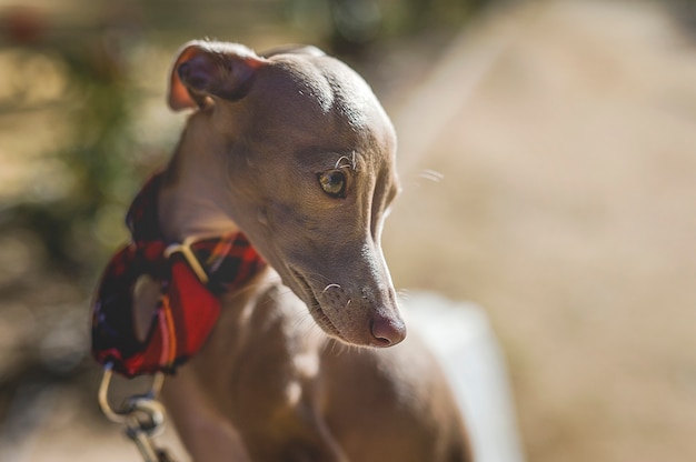 Piccolo cane levriero italiano nel parco