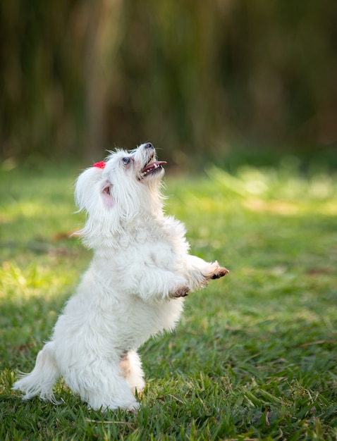 Piccolo cane maltese con lunga pelliccia bianca