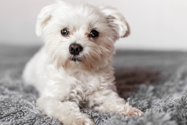 Piccolo cane maltese sdraiato sul letto