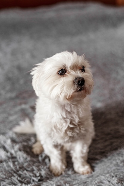 Piccolo cane maltese sdraiato sul letto