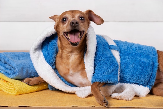 Piccolo cane marrone in un accappatoio di spugna blu che sorride