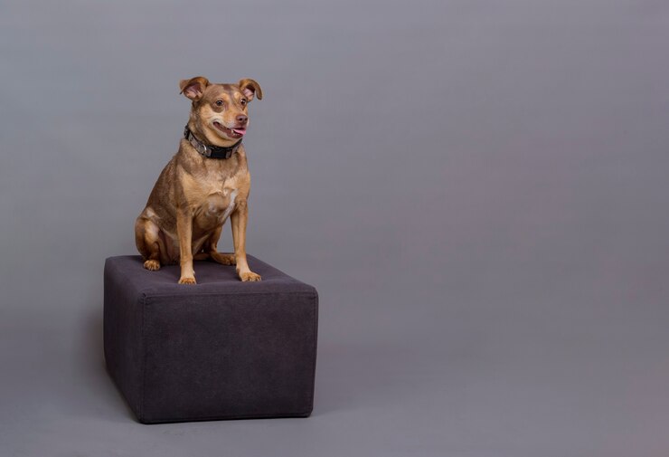 Foto piccolo cane marrone seduto sul podio in posa in studio picture