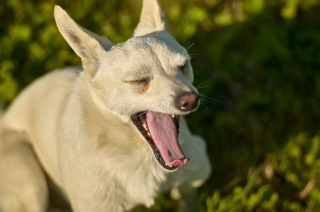 Piccolo cane mascara di colore chiaro raccolto dall'alto mentre sbadigliava al momento del sonno