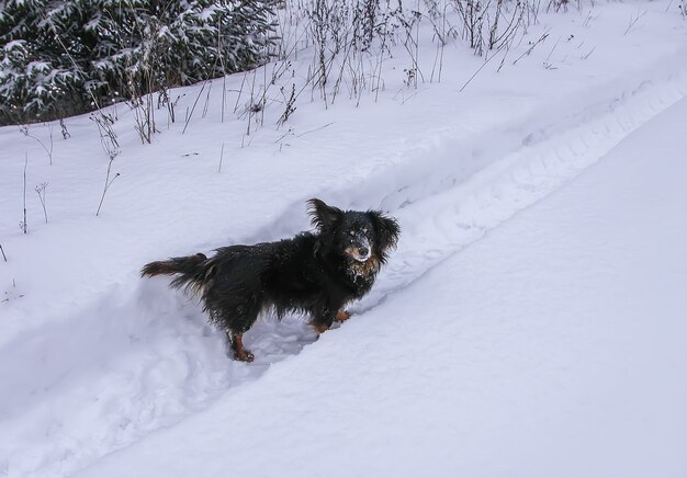 Piccolo cane nero che corre lungo la strada del villaggio in una giornata invernale.