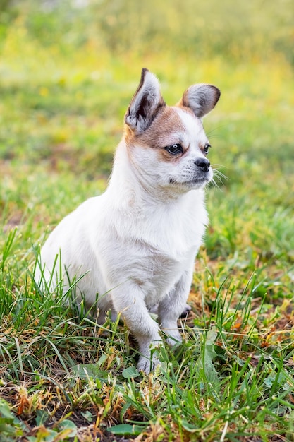 Piccolo cane pechinese con uno sguardo da vicino in giardino su uno sfondo sfocato