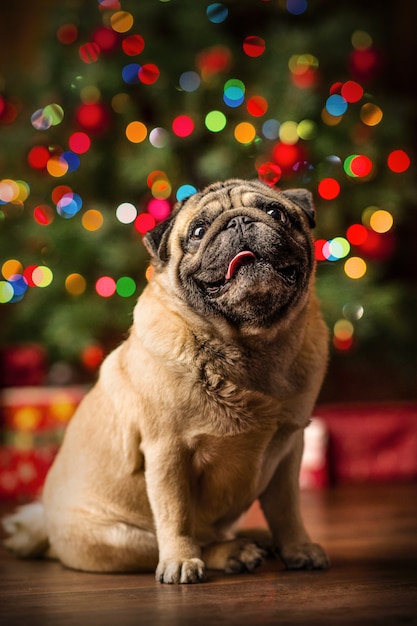 Piccolo cane pechinese rosso con le luci di natale a casa accogliente. Anno nuovo cane di Babbo Natale.