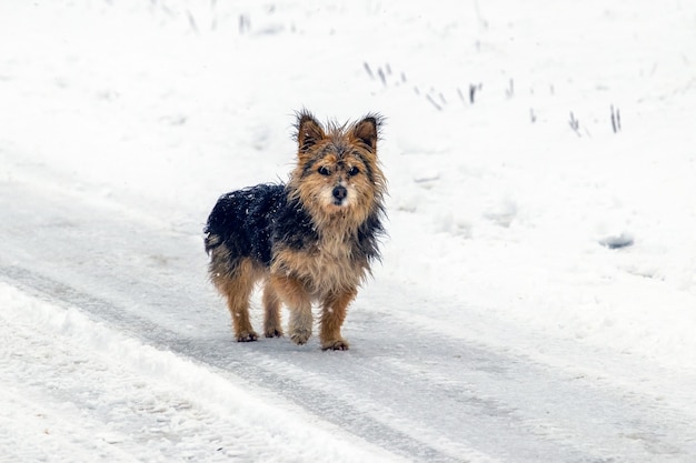 Piccolo cane peloso in inverno sulla strada