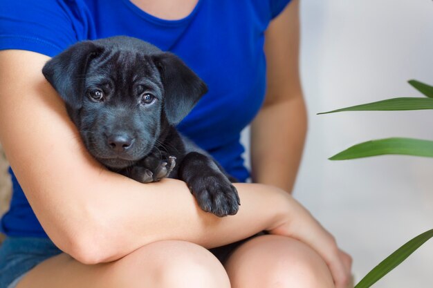 Piccolo cane pensieroso triste sveglio, bello cucciolo nero dal riparo che si trova sulle mani, armi della persona irriconoscibile, donna, ragazza a casa ,. Le persone e i loro animali domestici. Amore, cura il concetto di animale