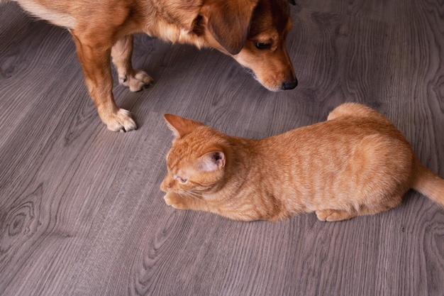 Piccolo cane rosso e ritratto di primo piano citten in camera