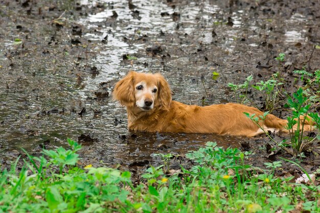 Piccolo cane sdraiato sull&#39;erba