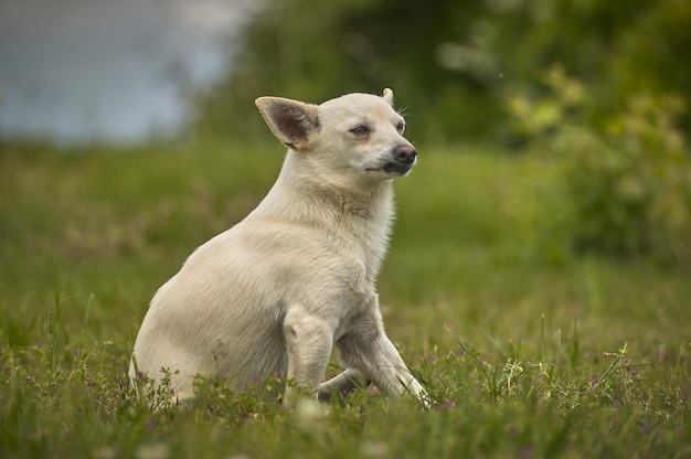 Piccolo cane seduto nell'erba con sguardo molto attento, fiero e imperfetto, in posizione di attacco.
