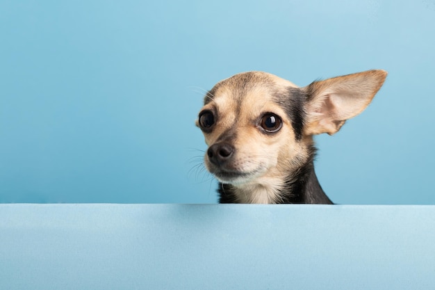 Piccolo cane su un mock up per il testo cucciolo terrier guarda fuori da uno sfondo blupet con uno spazio di copia per i negozi di animali alimentano la clinica veterinaria