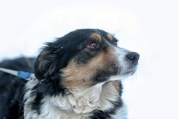 piccolo cane tricolore nella neve in inverno