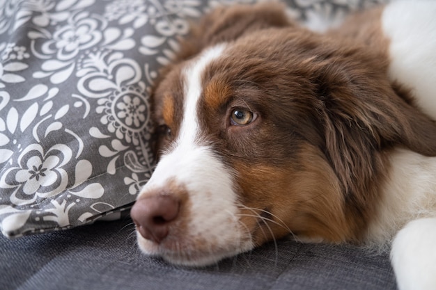 Piccolo carino pastore australiano rosso tre colori cucciolo di cane. Sdraiato sul divano divano. Cura degli animali domestici e concetto amichevole.