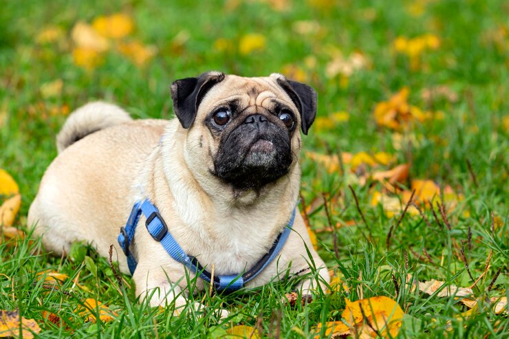 Piccolo carlino sorridente sull'erba in un parco estivo. Avvicinamento..