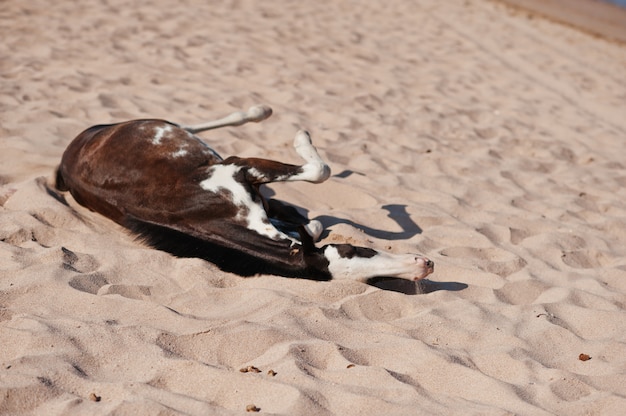 Piccolo cavallo sulla spiaggia che gioca sulla sabbia