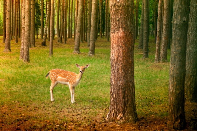 Piccolo cervo maculato carino in piedi in una radura della foresta tra i pini al sole