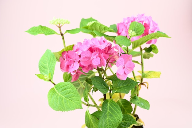 Piccolo cespuglio di ortensie rosa in fiore con foglie verdi su sfondo pastello