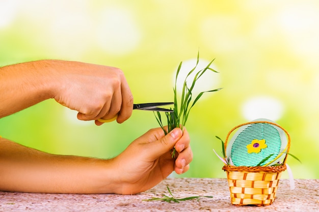 Piccolo cestino decorativo con uovo colorato artigianale nel nido di erba e mani maschili che tagliano erba verde fresca naturale