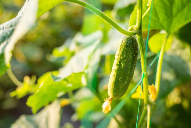 Piccolo cetriolo verde fresco che cresce di mattina