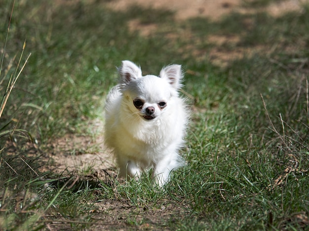 Piccolo chihuahua che corre nella natura