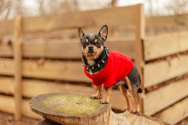 Piccolo chihuahua nel parco. Maglione Chihuahua Dog Black Street. Neve