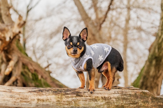 Piccolo chihuahua nel parco. Pet in vestiti. Chihuahua cane cane nero Street. Cane