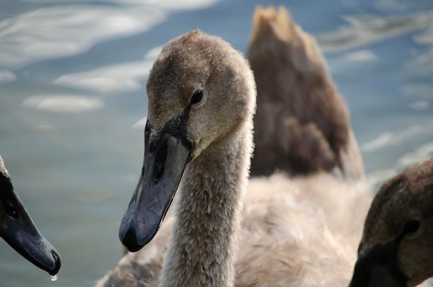 Piccolo cigno bianco su un lago