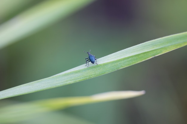 Piccolo coleottero su una foglia verde, insetto selvatico