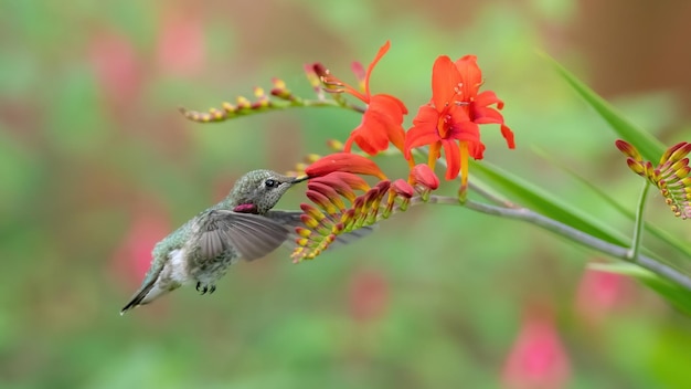 Piccolo colibrì e fiore rosso