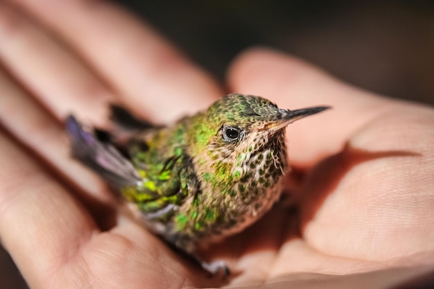 Piccolo colibrì verde