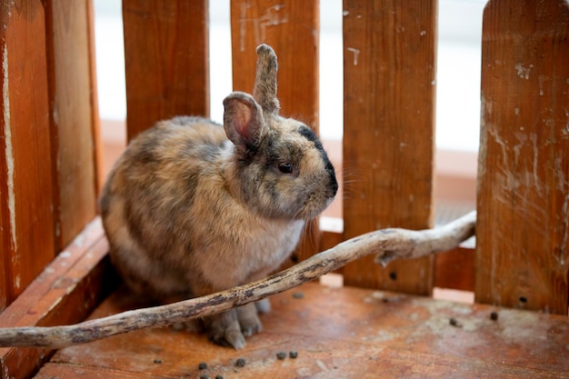 Piccolo coniglietto decorativo peloso in una gabbia allo zoo