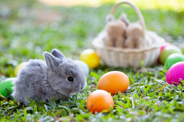 Piccolo coniglietto e uova di Pasqua svegli nel prato