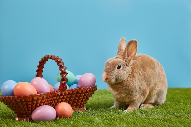 Piccolo coniglietto nel cestello con uova decorate Carta di Pasqua Copia spazio