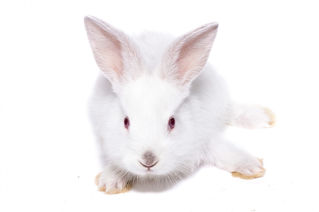 Piccolo coniglio bianco con gli occhi rossi, isolare, coniglietto di Pasqua