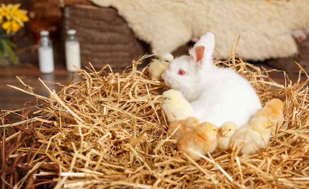 Piccolo coniglio bianco del bambino. Concetto di vacanza di Pasqua. Simpatico coniglietto di Pasqua